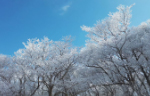 冬