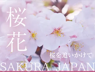 業務用鑑賞映像ソフト「桜花」