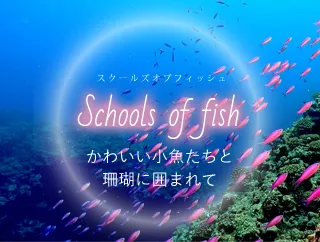 業務用鑑賞映像ソフト「 Schools of fish－The sea connects you to the world.－」