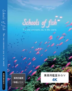 業務用鑑賞映像「Schools of fish－The sea connects you to the world.－」 4K画質