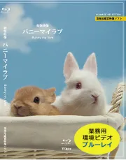 業務用鑑賞映像「バニーマイラブ」フルHD画質