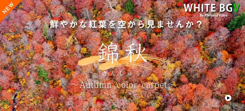 錦秋