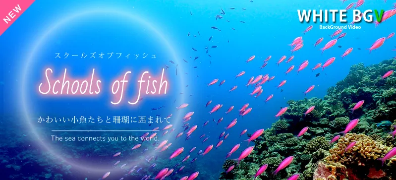音楽CD 8枚セット 海の音楽OCEAN BLUE ヒーリングミュージック