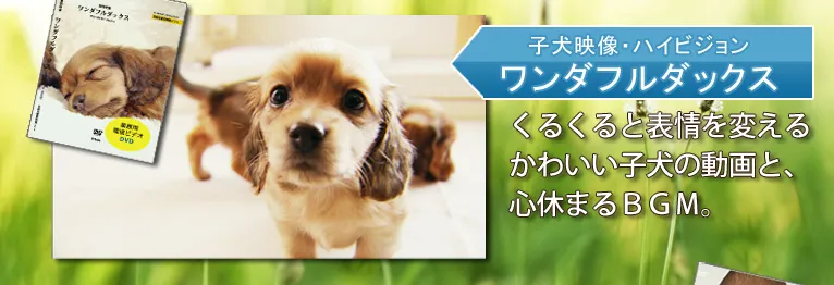 子犬映像・ハイビジョン　ワンダフルダックス